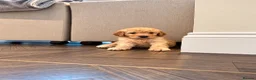 Goldendoodle dogs for sale: Super Quality Doodles  - Advert 28