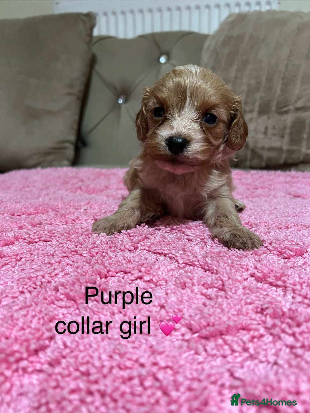 Cavapoo dogs for sale: Health tested cavapoos ready 16th February 🐶 - Advert 3