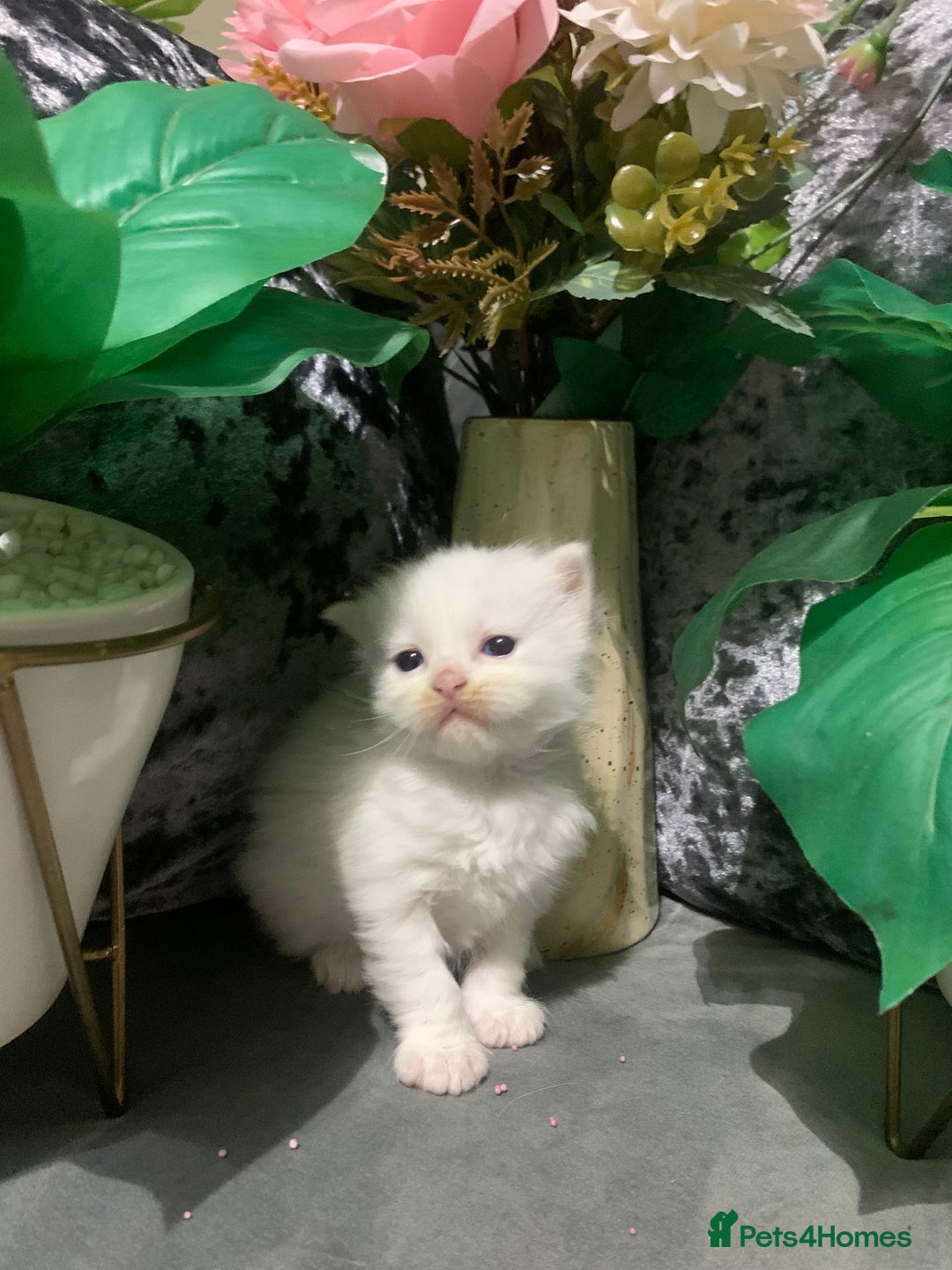 Ragdoll cats for sale: Ragdoll/Persian kittens - Advert 2