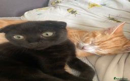 Scottish Fold cats for sale: Cute kittens  - Image 3