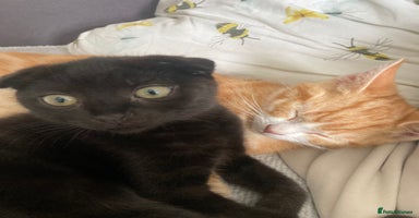 Scottish Fold cats - Advert 3