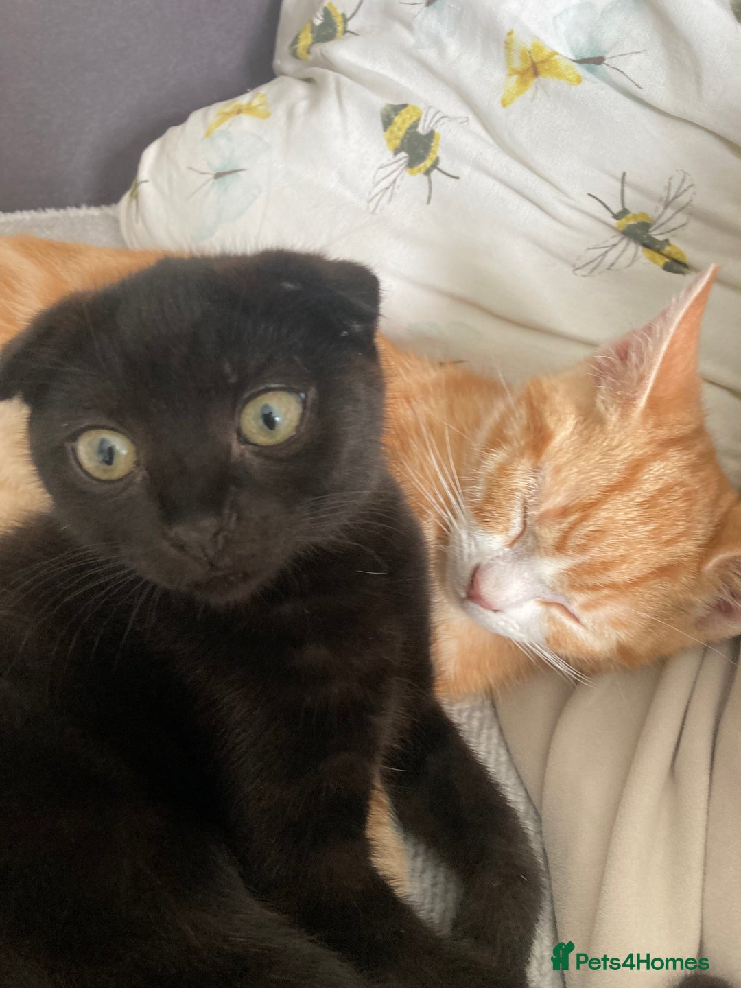 Scottish Fold cats for sale: Cute kittens  - Image 3