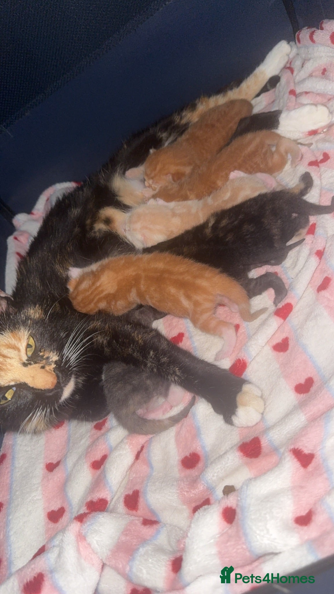 Mixed Breed cats Rainbow litter - Advert 1