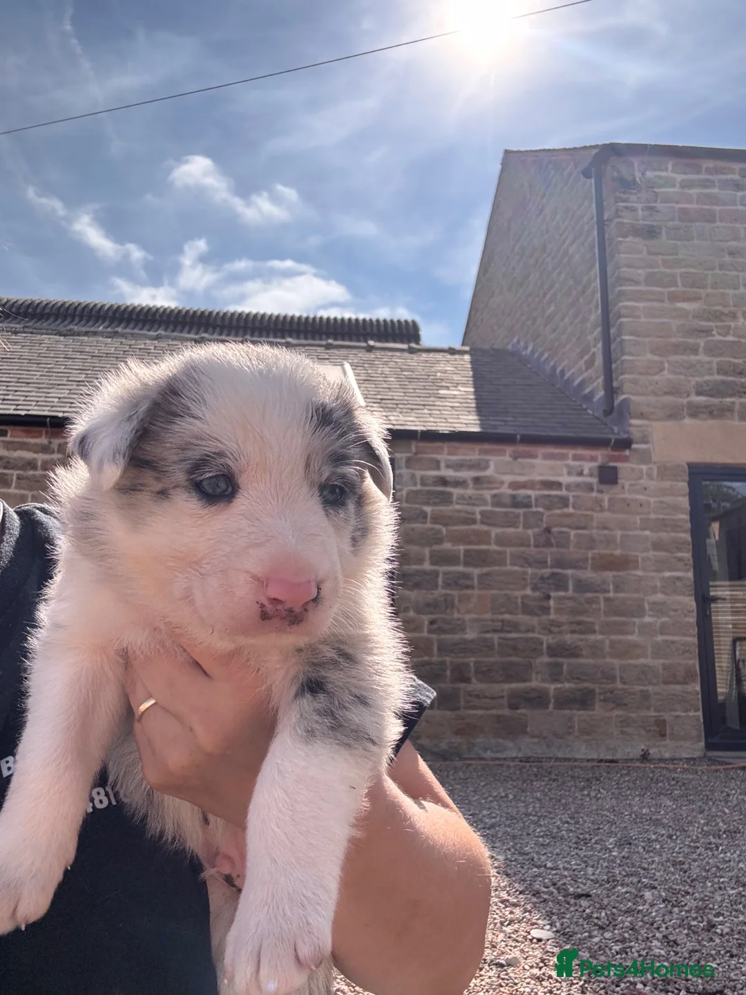 Border Collie dogs for sale: Border collie pups in Chesterfield - Advert 2