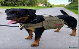 Rottweiler dogs for stud: Onex de Tierra Ibera now available for stud in Newark - Image 27