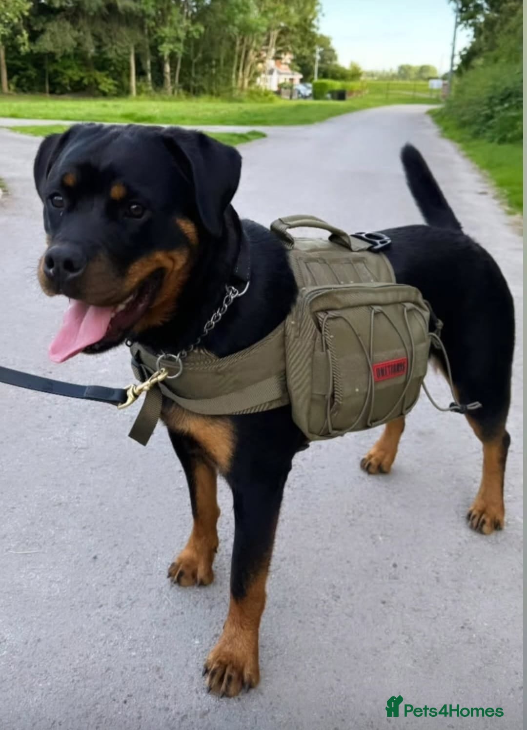 Rottweiler dogs for stud: Onex de Tierra Ibera now available for stud in Newark - Image 27
