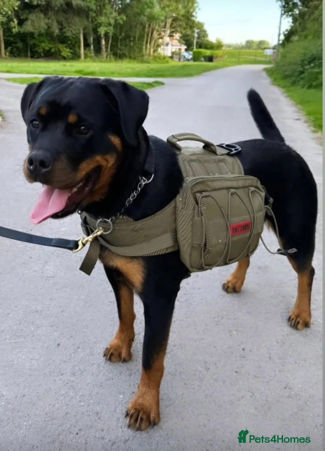 Rottweiler dogs for stud: Onex de Tierra Ibera available for stud in Newark - Advert 27