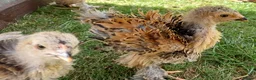 Chickens poultry for sale: Frizzle Brahma chicks  in Whitchurch - Advert 3