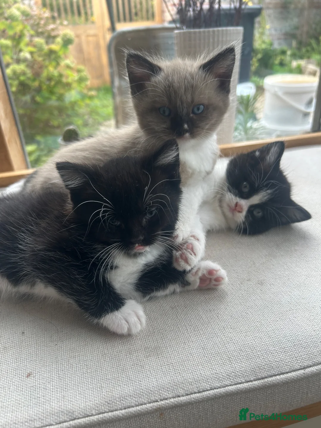 Mixed Breed cats for sale: Ragdoll/Persian - kittens  - Advert 1