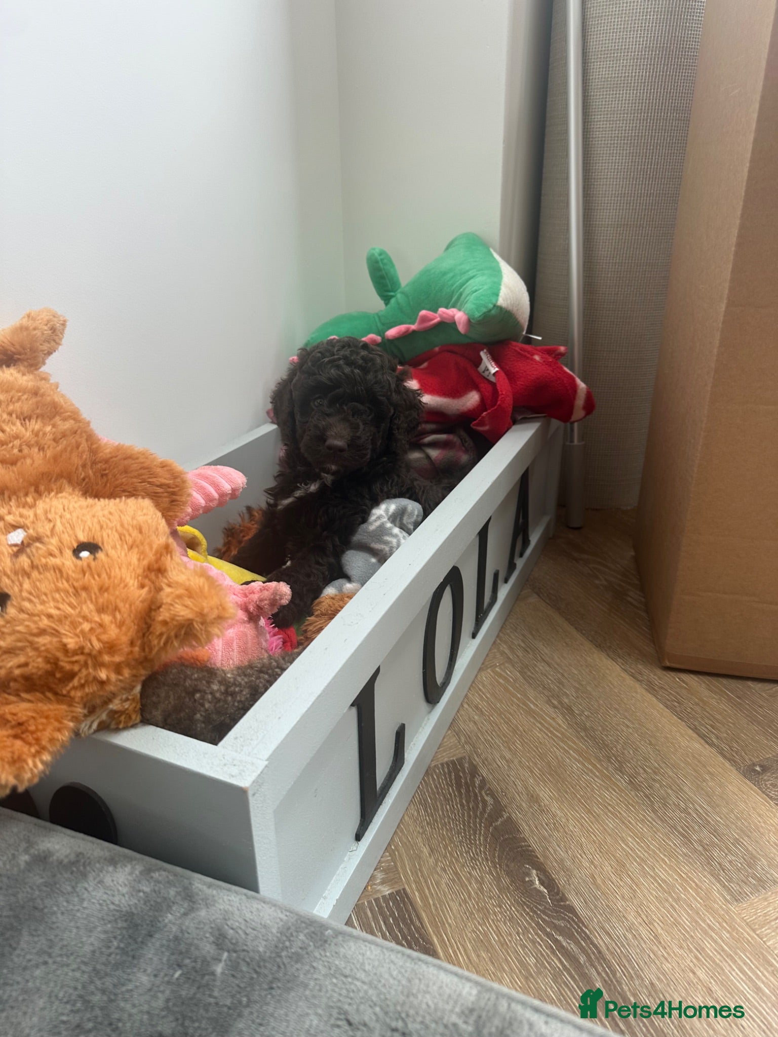 Cockapoo dogs 🤎 Chocolate Cockapoo’s 🤎 Health Tested 🤎 - Advert 3