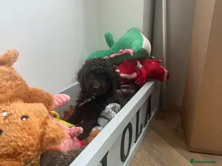 Cockapoo dogs 🤎 Chocolate Cockapoo’s 🤎 Health Tested 🤎 - Advert 3