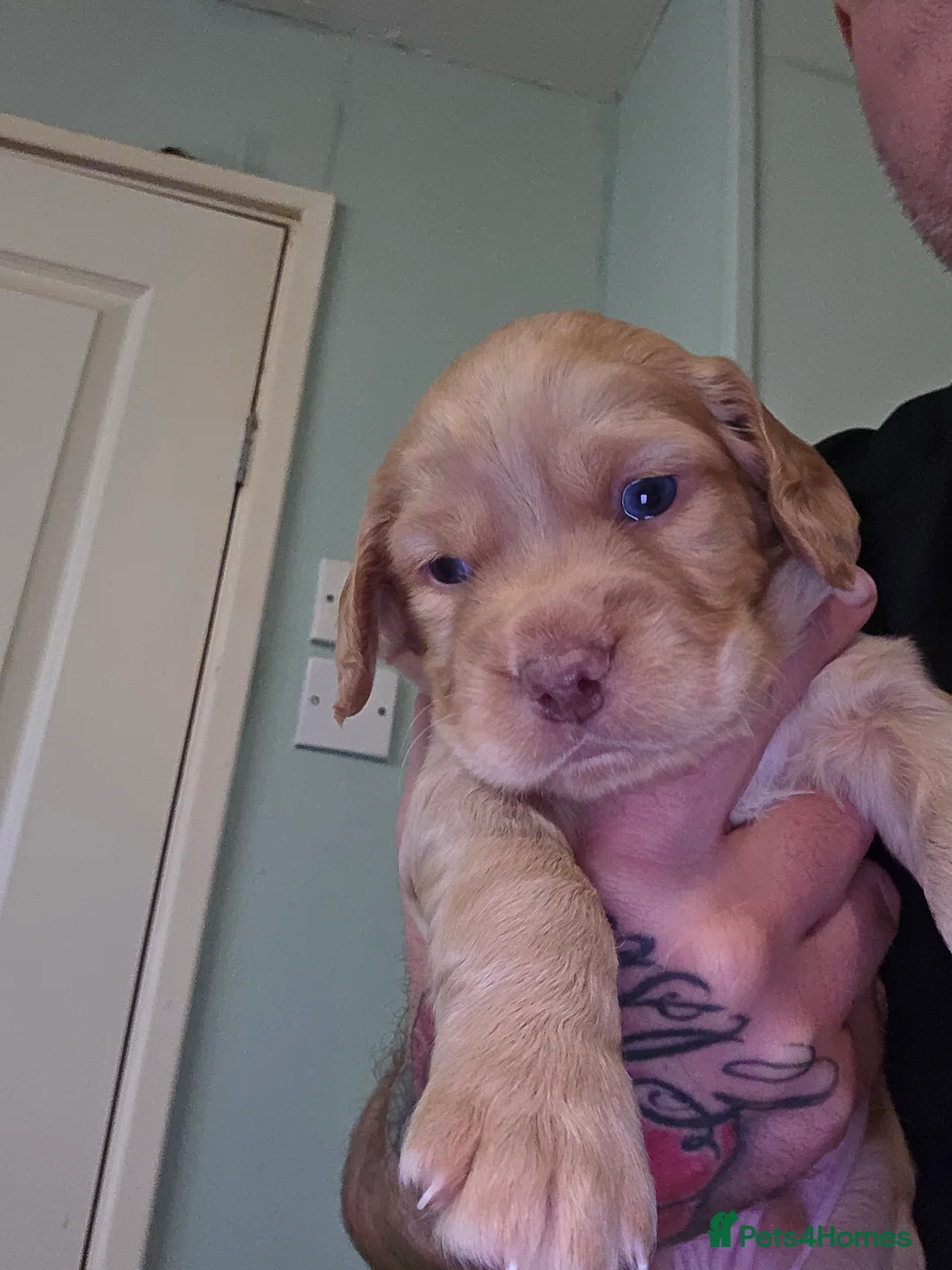 Cocker Spaniel dogs for sale: Cocker spaniel puppies for sale - Advert 6