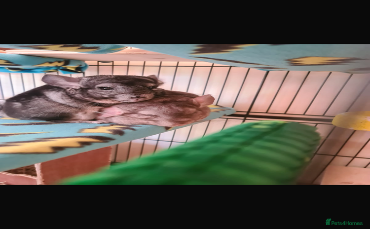 Chinchilla rodents - Advert 1