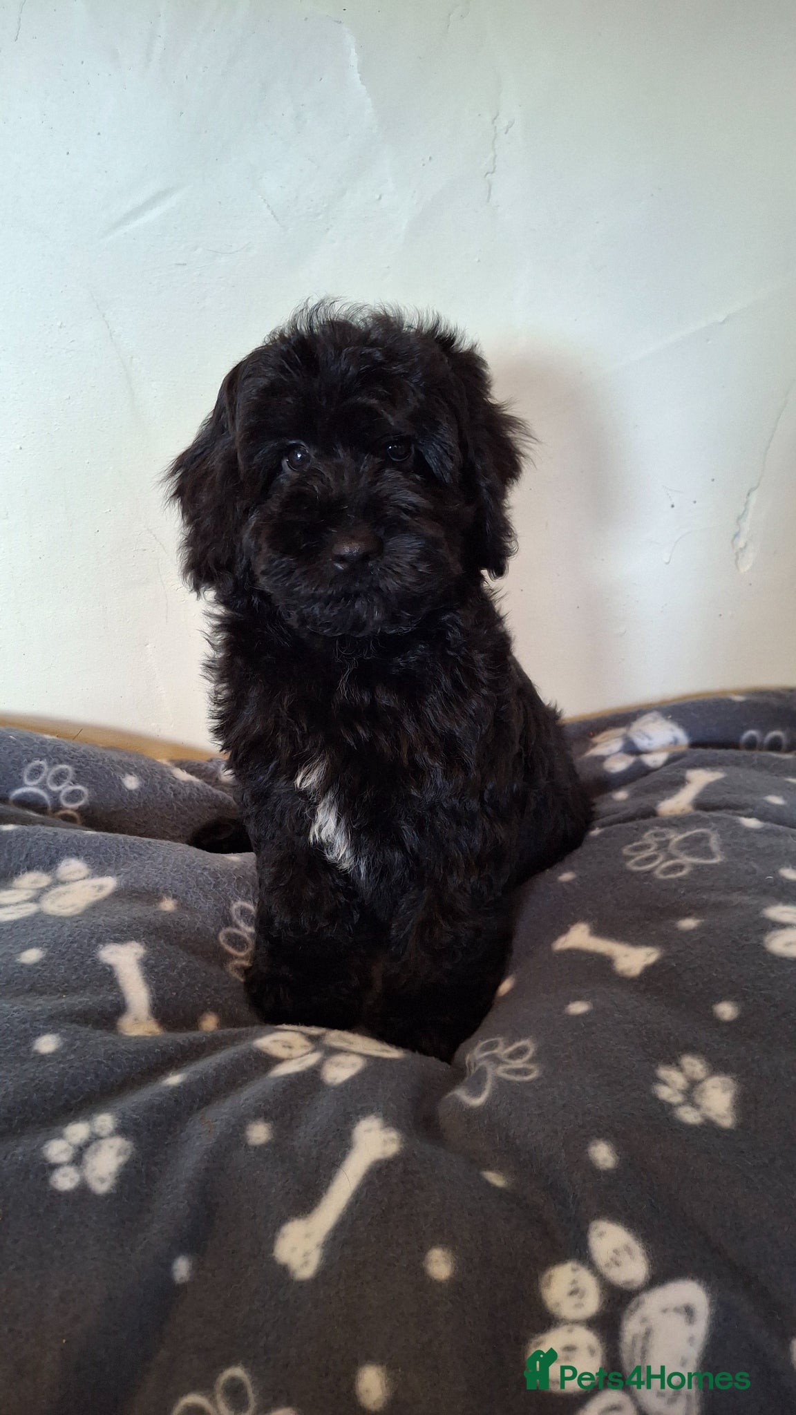 Sproodle dogs Last Adorable f1b sproodle puppy - Advert 2