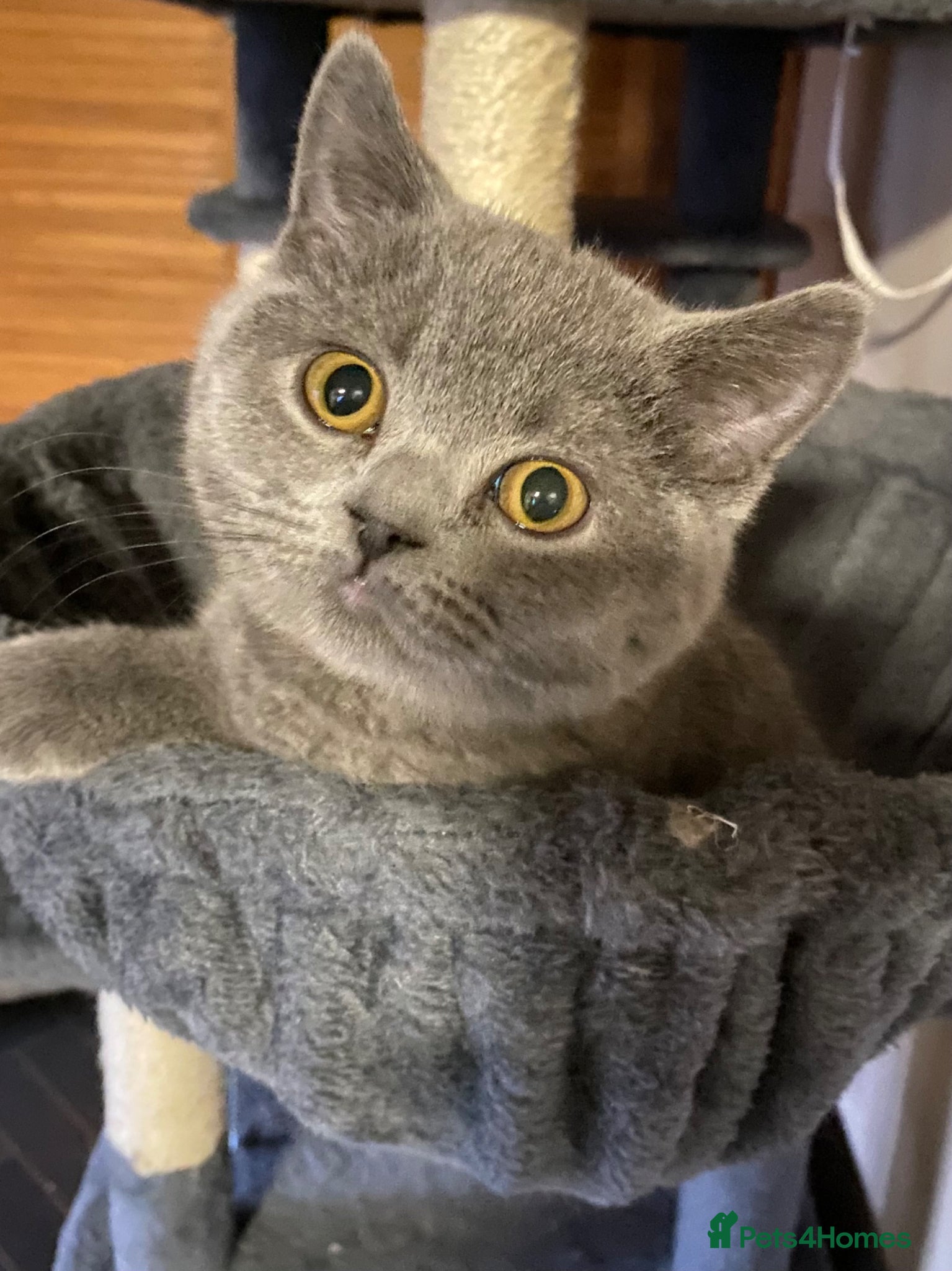 British Shorthair cats Full Pedigree Blue British Shorthair Kittens  - Advert 4
