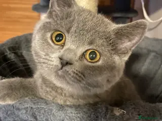 British Shorthair cats Full Pedigree Blue British Shorthair Kittens - Advert 4