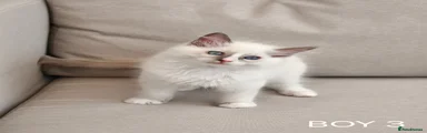 Ragdoll 3