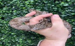Corn Snake reptiles for sale: Corn snakes available at Viperia Exotics - Image 5