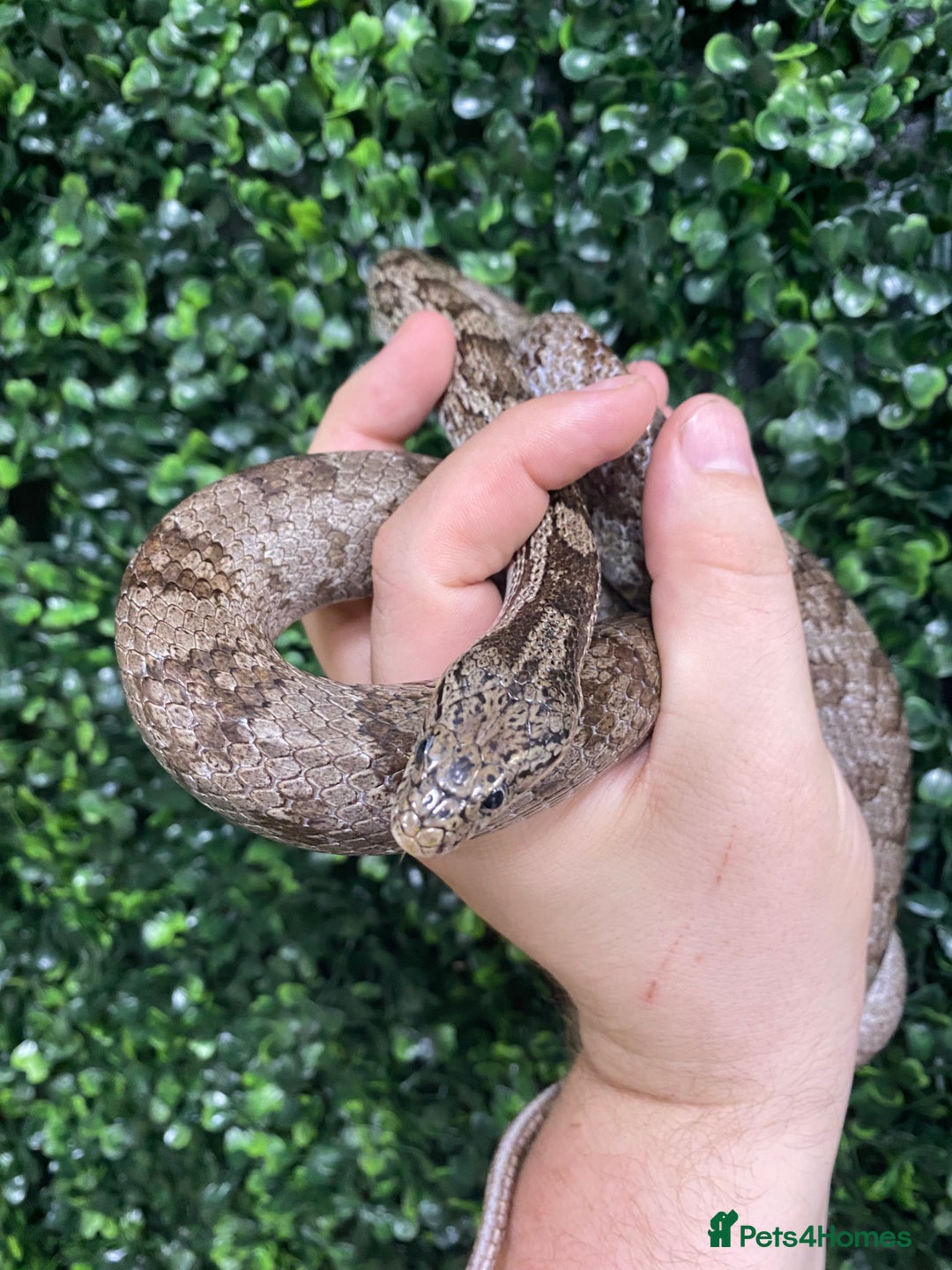 Corn Snake reptiles for sale: Corn snakes available at Viperia Exotics - Image 5
