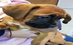 Boxer dogs for stud: Kc Registered and Heart scored Stud dog in Herne Bay - Image 11