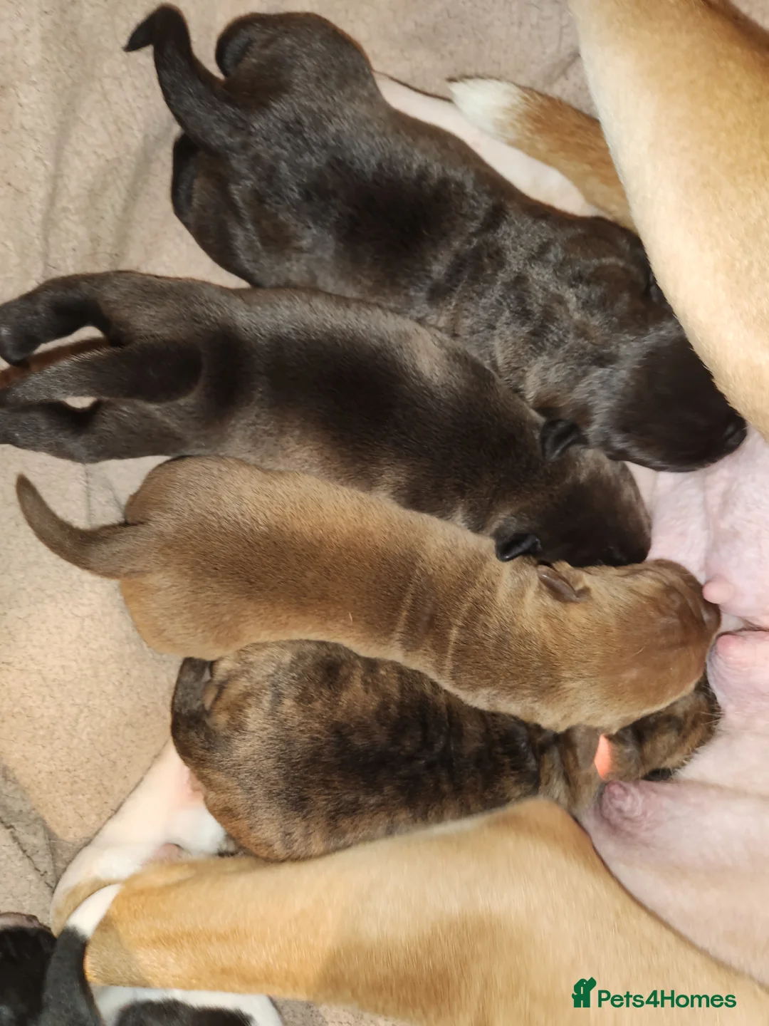 Mixed Breed dogs for sale: Boxer x cane corso  in Birmingham - Advert 2