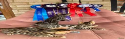 Bengal cats for sale: 🐾 Show quality GCCF Bengal Kittens for Sale 🐾 - Advert 3
