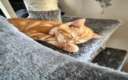 Mixed Breed cats for sale: 11 Week Old Pure Ginger Tabby Kitten Female - Image 4