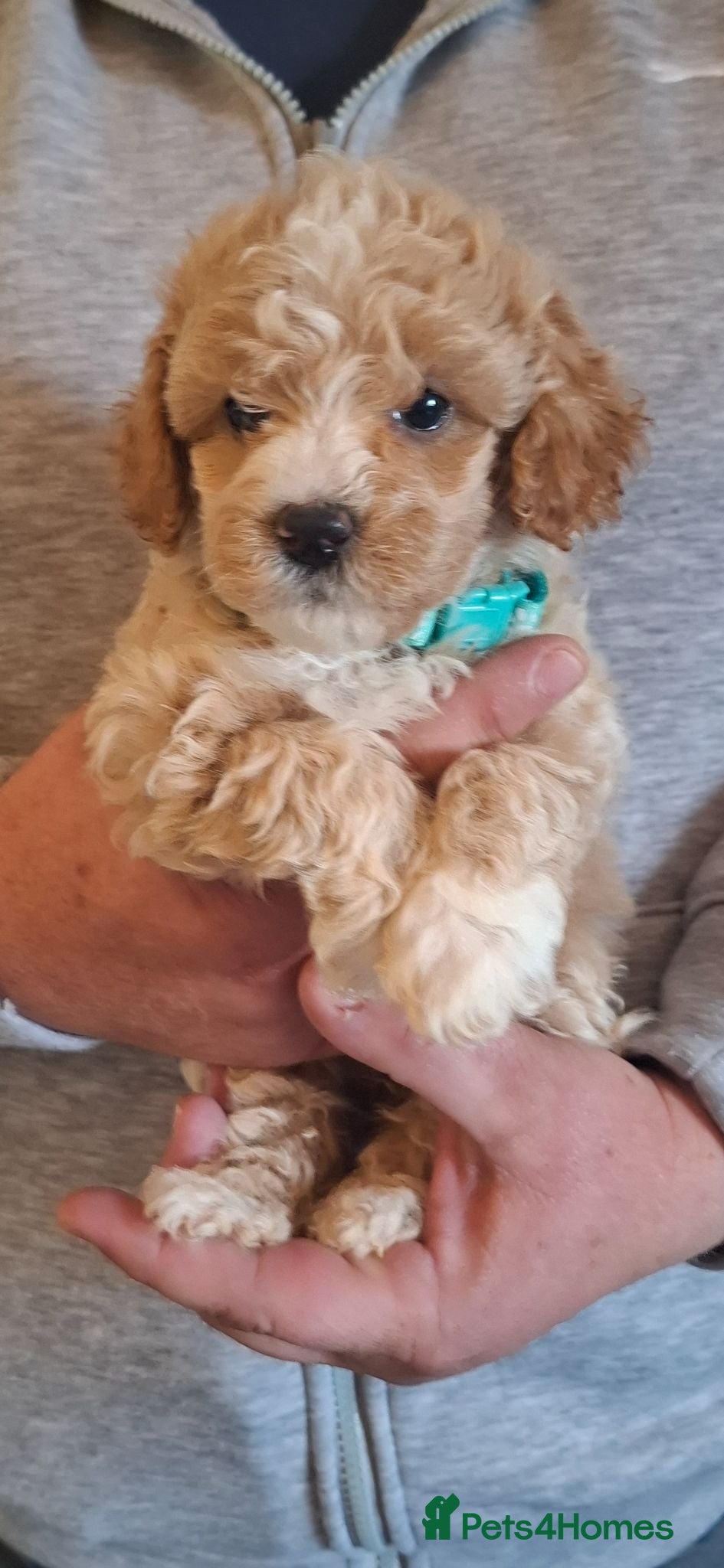 Lhasapoo dogs Gorgeous Lhachon/Poodle - Advert 1