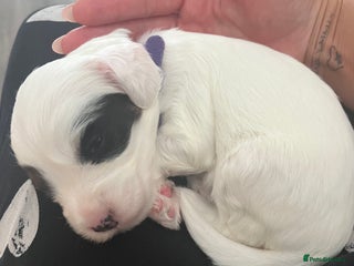 Mixed Breed dogs - Advert 2