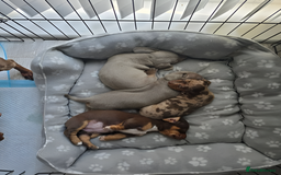 Miniature Dachshund dogs for sale: Beautiful Miniature Dachshunds for Sale - Image 5