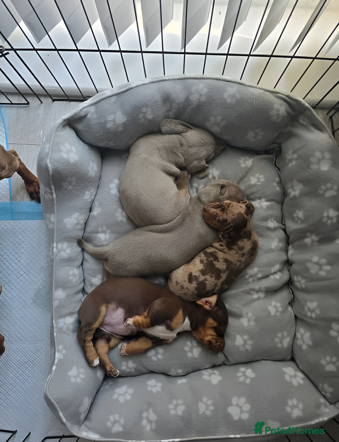 Miniature Dachshund dogs for sale: Beautiful Miniature Dachshunds for Sale - Image 5