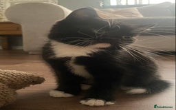 British Shorthair cats for sale: male British short haired black and white kittens  - Image 6