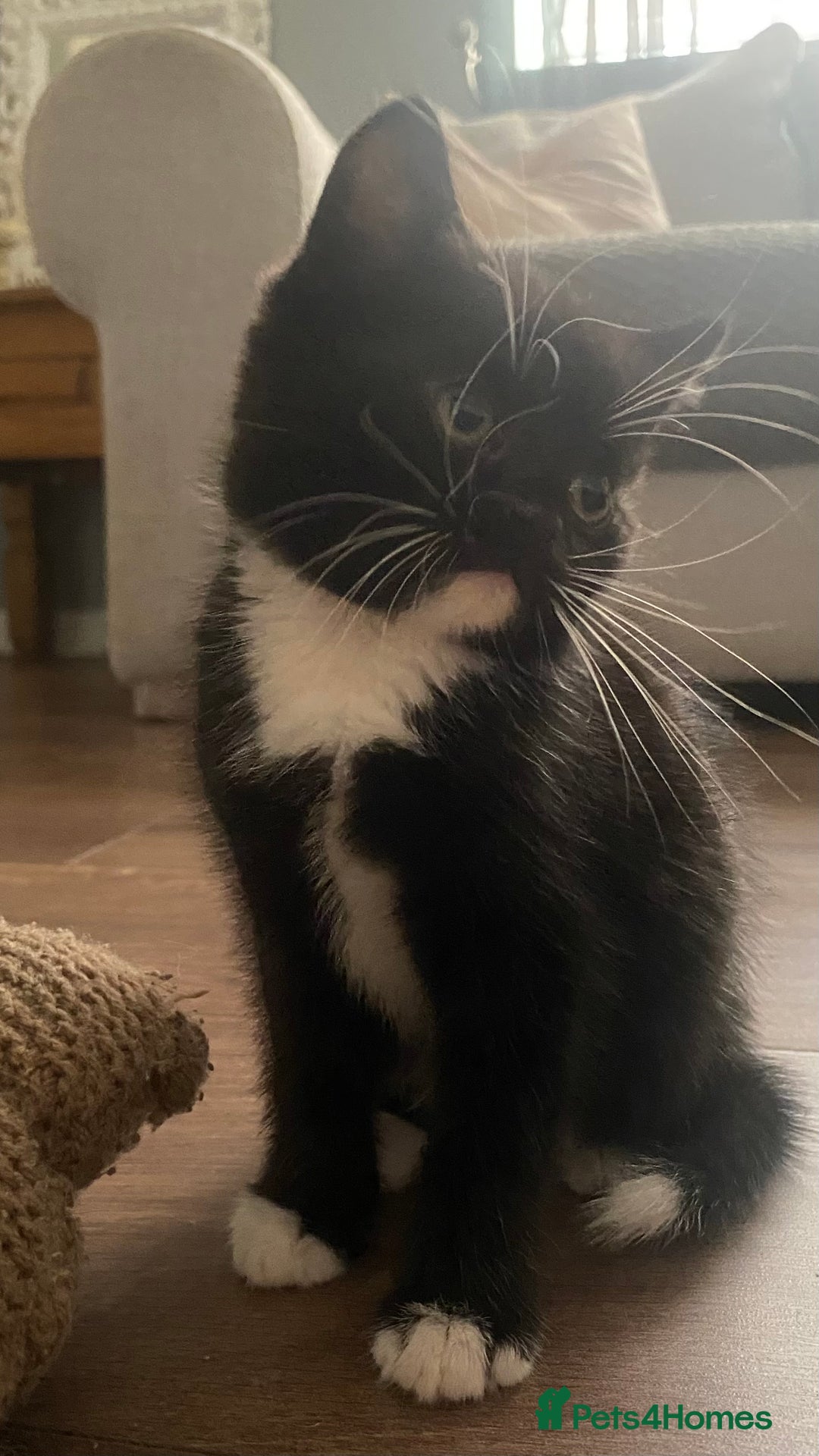 British Shorthair cats for sale: male British short haired black and white kittens  - Image 6