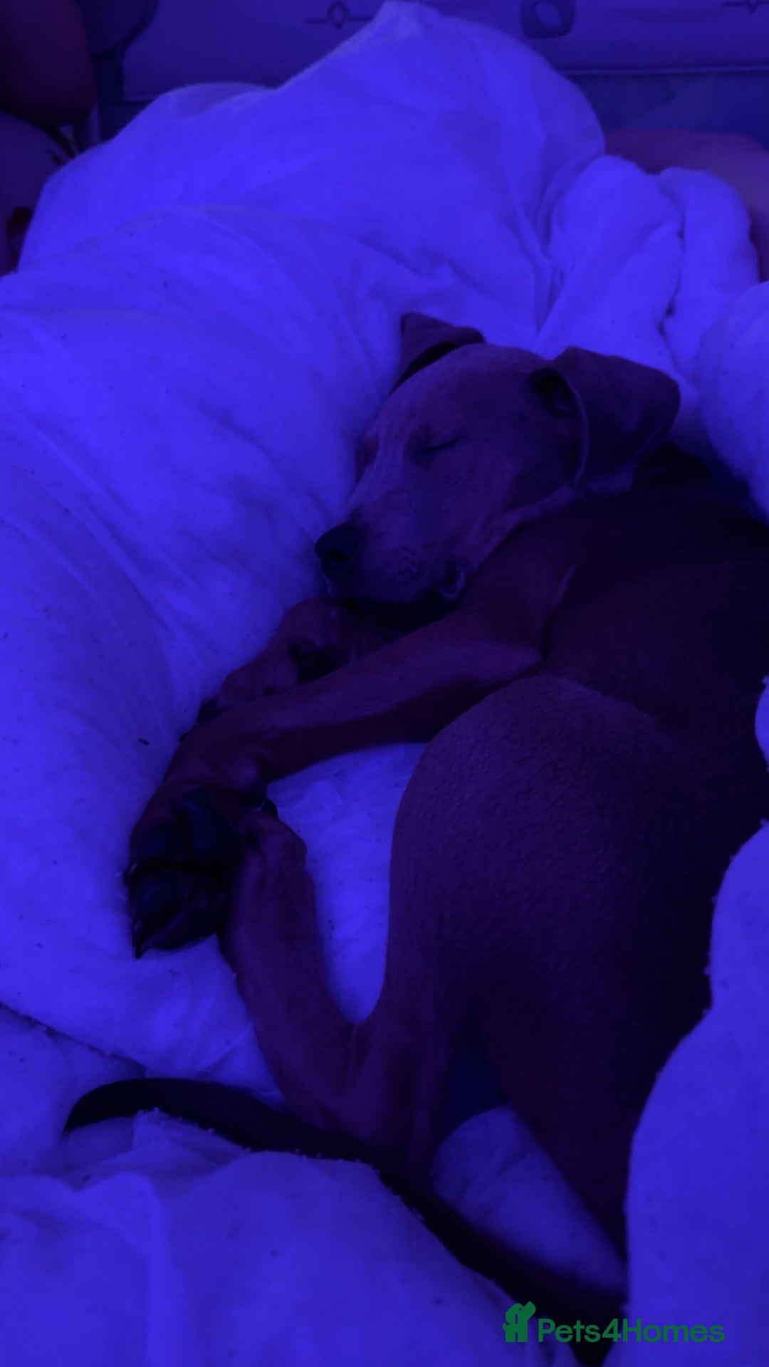 Mixed Breed dogs for sale: Buddy 🥰 - Advert 4