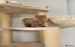 British Longhair cats for sale: Stunning Cinnamon Tica Registered Boy - Image 16