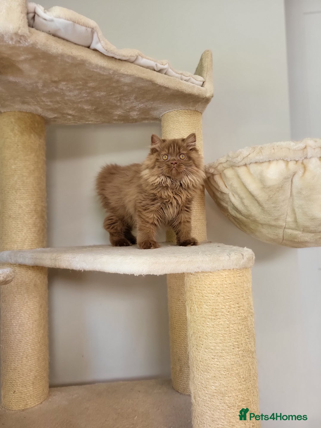 British Longhair cats for sale: Stunning Cinnamon Tica Registered Boy - Image 16