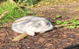 Mini Lop rabbits for sale: Mini lop for new home hutch and equipment included - Image 7