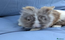 Lionhead rabbits for sale: Double main  lionhead bunnies  - Image 6