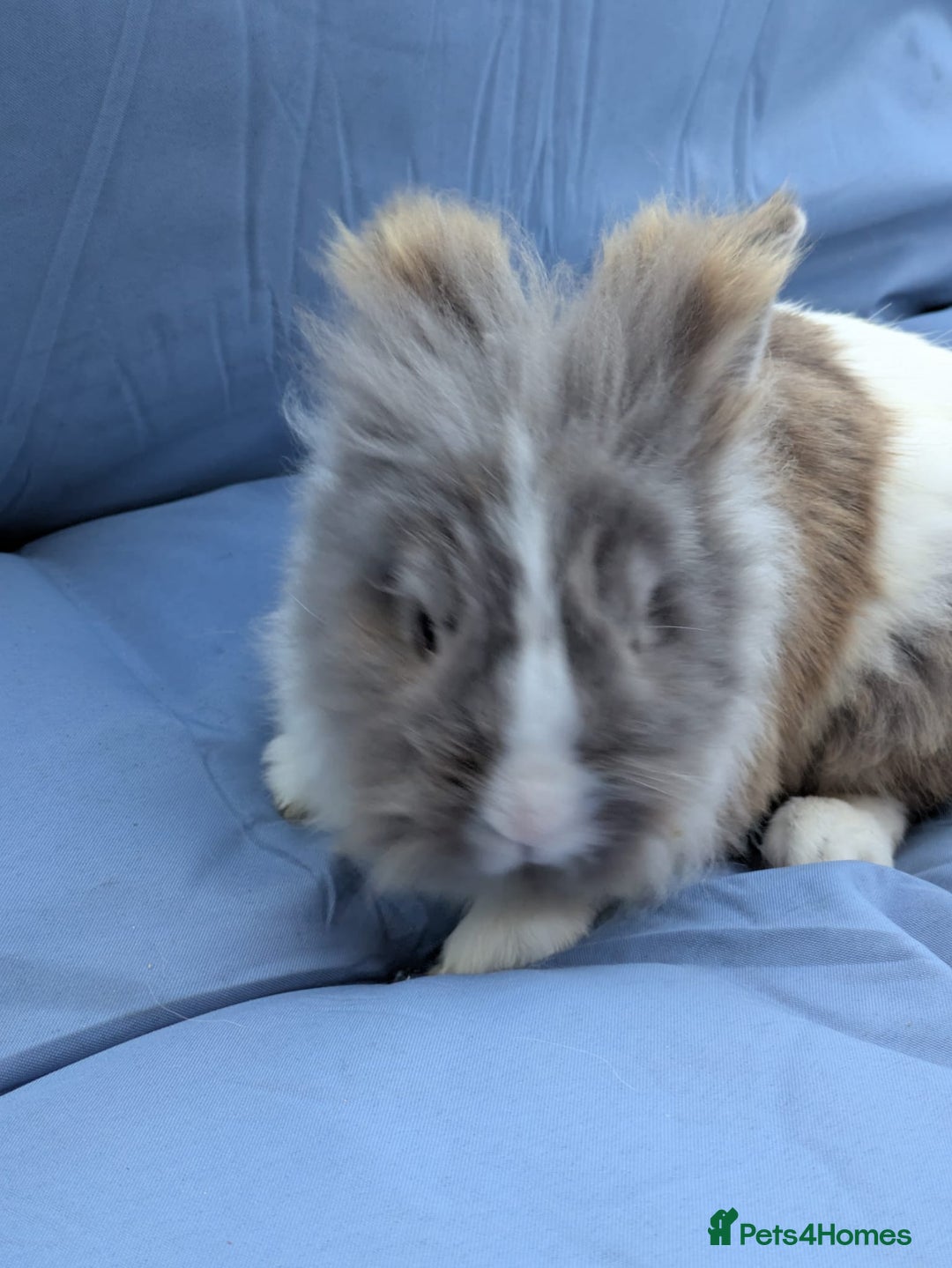 Lionhead rabbits for sale: Double main  lionhead bunnies  - Image 6