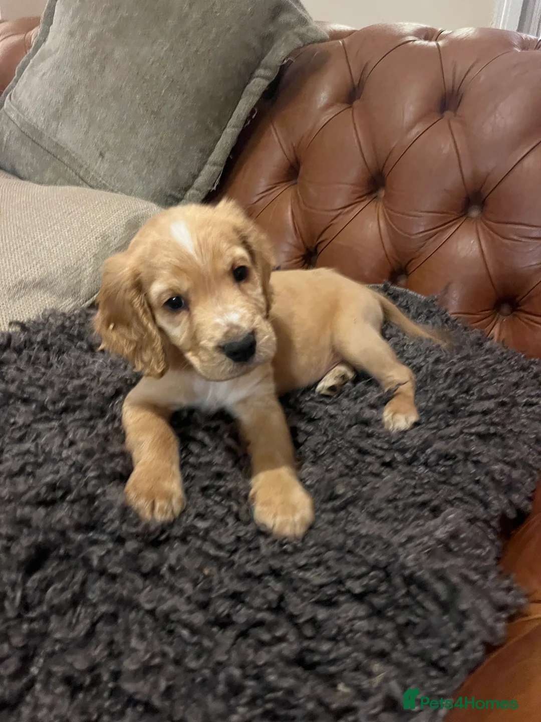 Cockapoo dogs for sale: ONE BOY LEFT.  F1 COCKAPOO - Advert 16