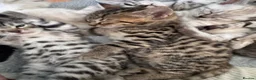 Bengal cats for sale: All bengals reserved - savannah babies available  - Advert 2