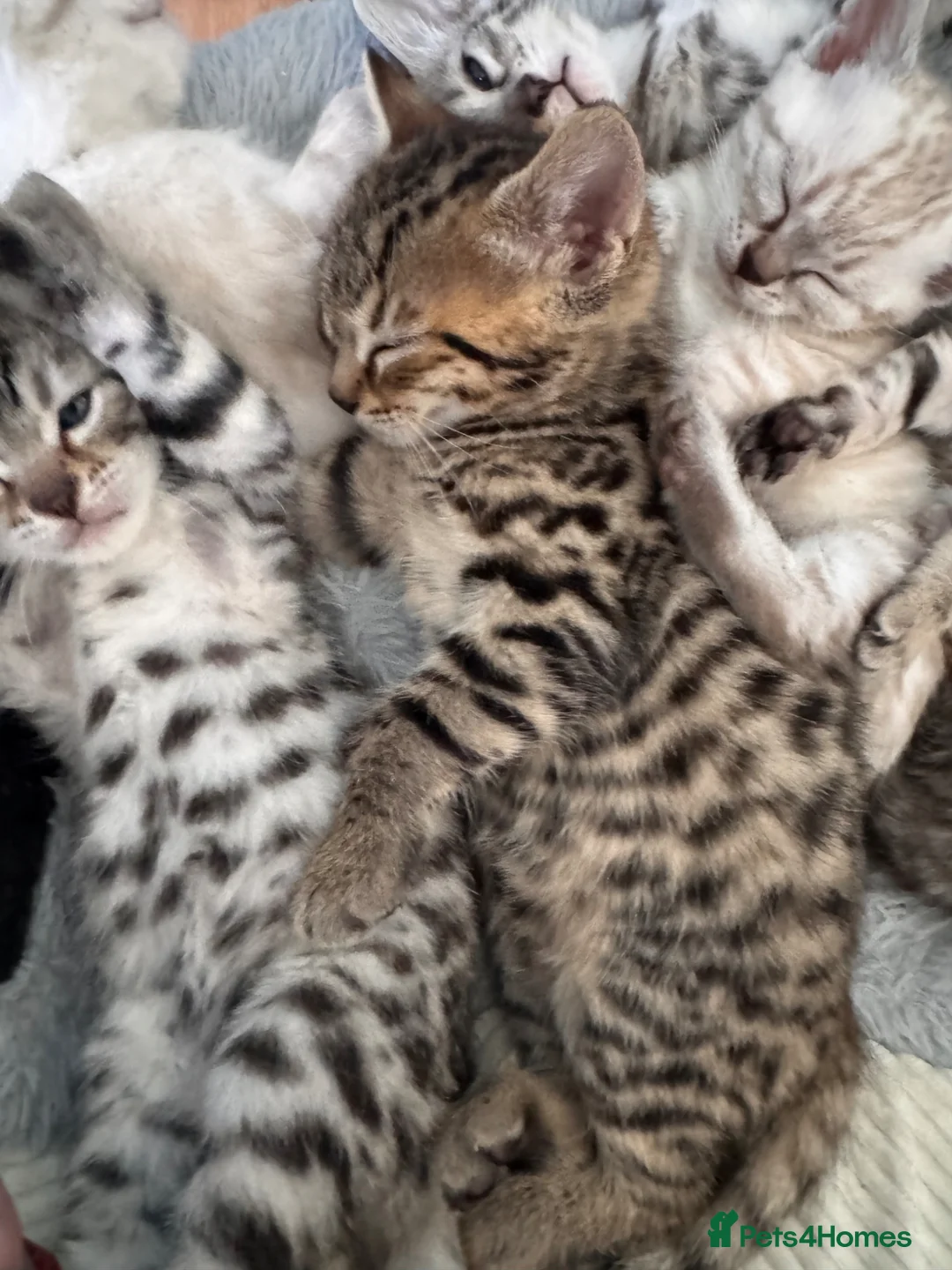Bengal cats for sale: All bengals reserved - savannah babies available  - Advert 2
