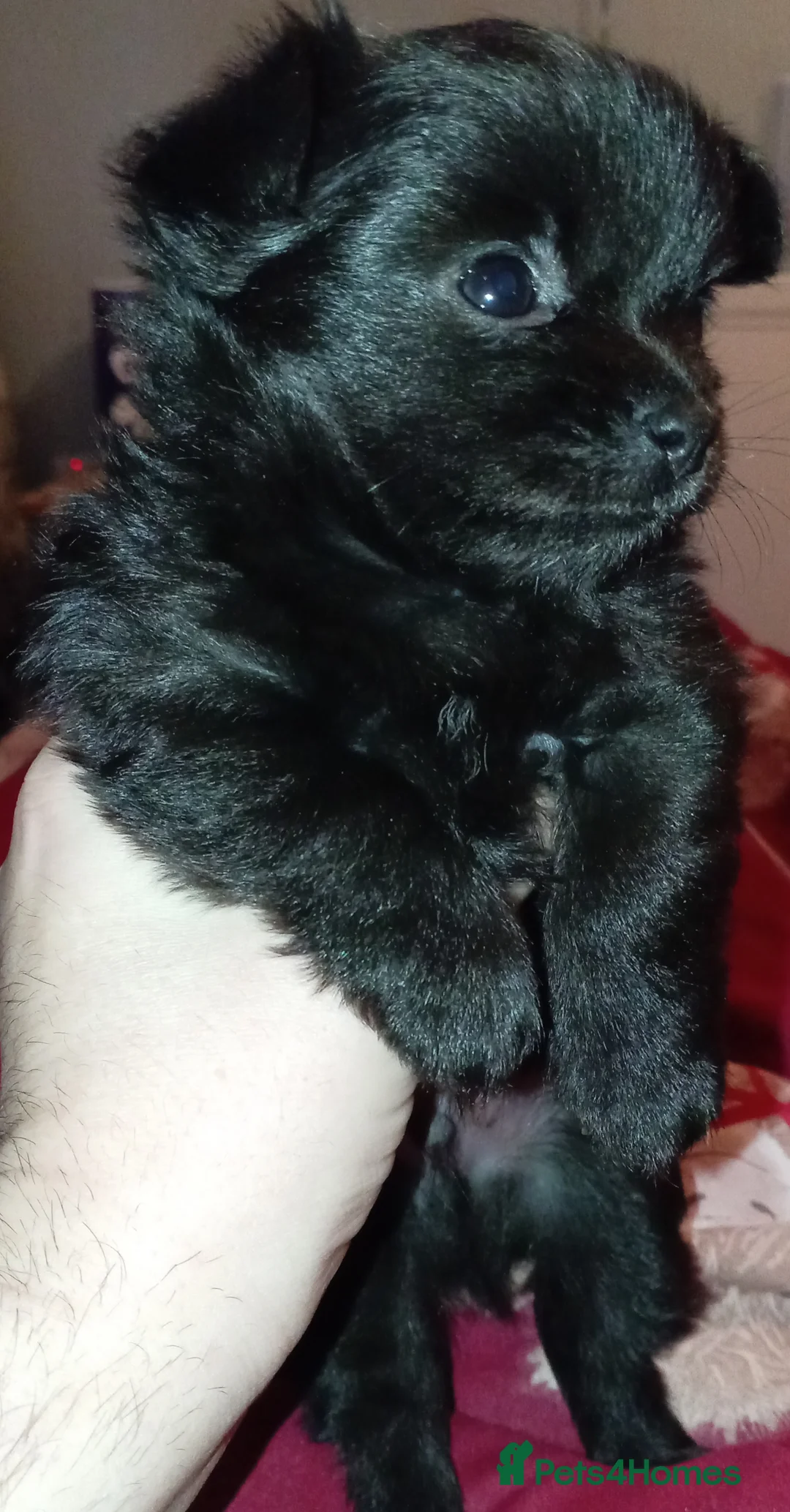 Chihuahua dogs for sale: 2 Black long haired Male chihuahua puppies  - Advert 7