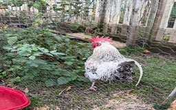 Chickens poultry for sale: Cockerels For Sale - Image 9