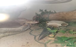 Lizard reptiles for sale: Ackie monitor lizard  - Image 3
