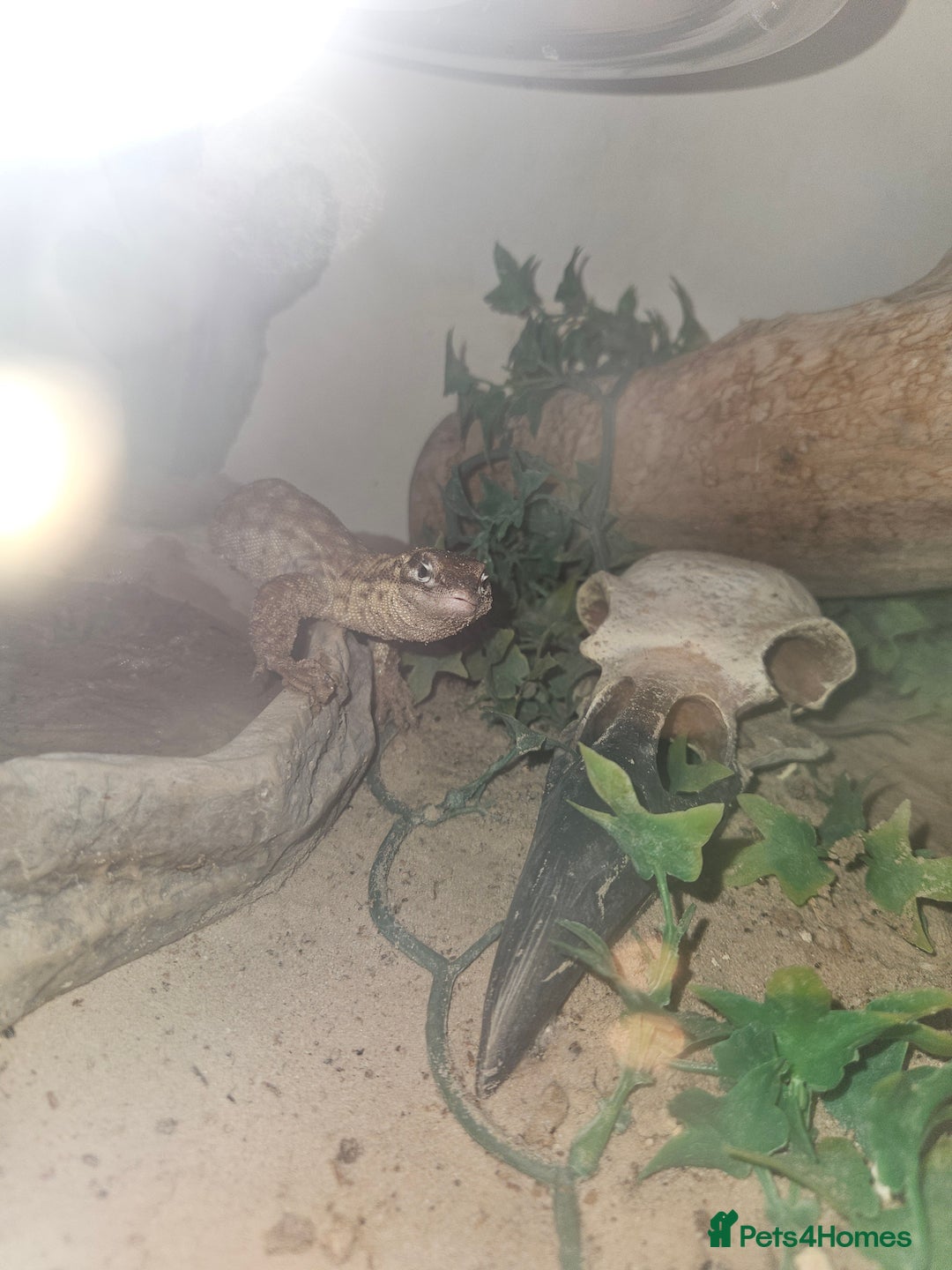 Lizard reptiles for sale: Ackie monitor lizard  - Image 3