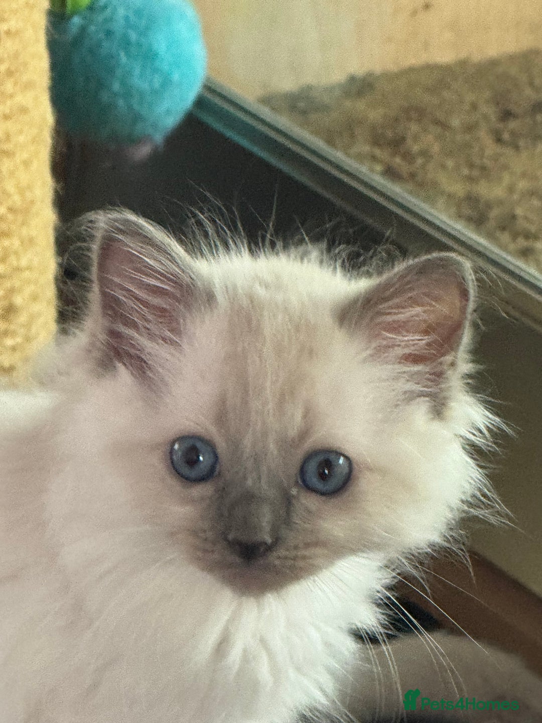 Ragdoll cats for sale: Stunning bluepoint Ragdoll kittens - Image 19