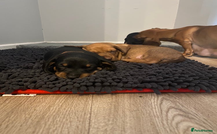 Dachshund dogs - Advert 1