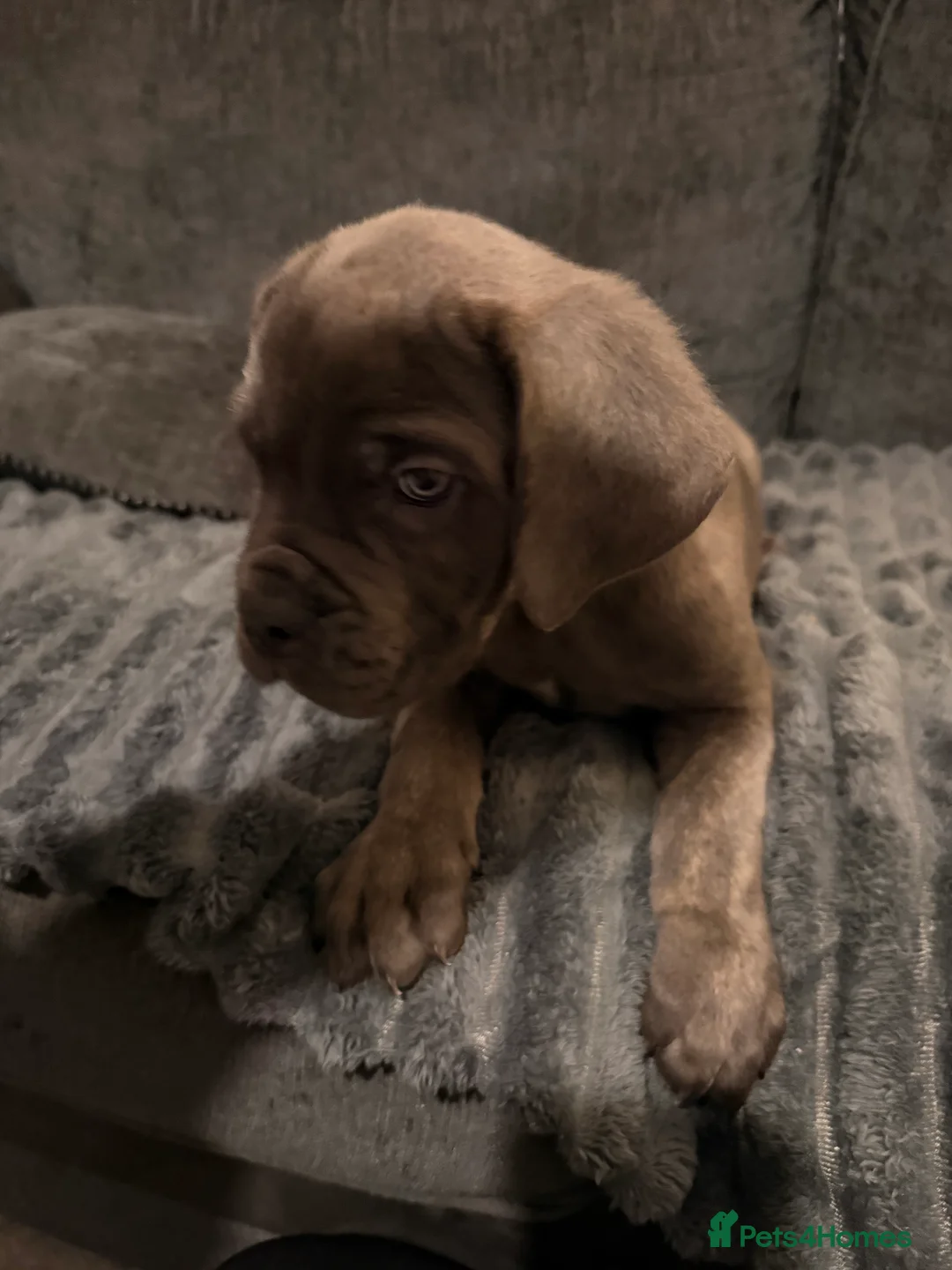 Cane Corso dogs for sale: Blue/lilac cane corsos  - Advert 20