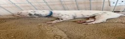 Dalmatian dogs for sale: 🐾🏆Dalmatian puppies🏆🐾 - Advert 16